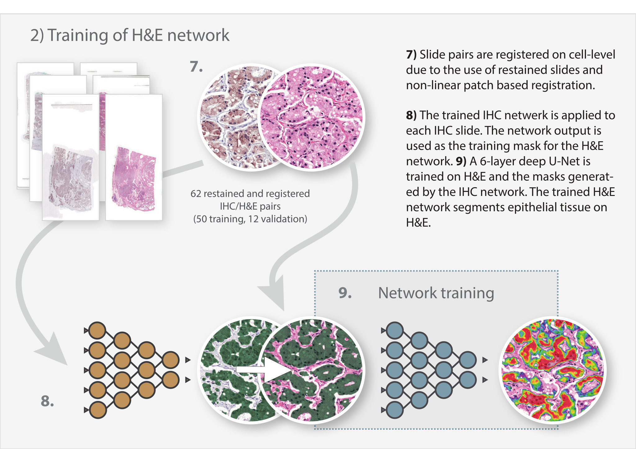 Infographic headed 2) Training of H&E network, numbered 7 to 9: a stack of 62 restained and registered IHC/H&E slide pairs, a registered close-up of the same tissue in IHC and H&E, the IHC network turning the IHC slide into a green epithelium mask that is carried over to the H&E version, and a second U-Net producing a colored H&E segmentation heatmap.