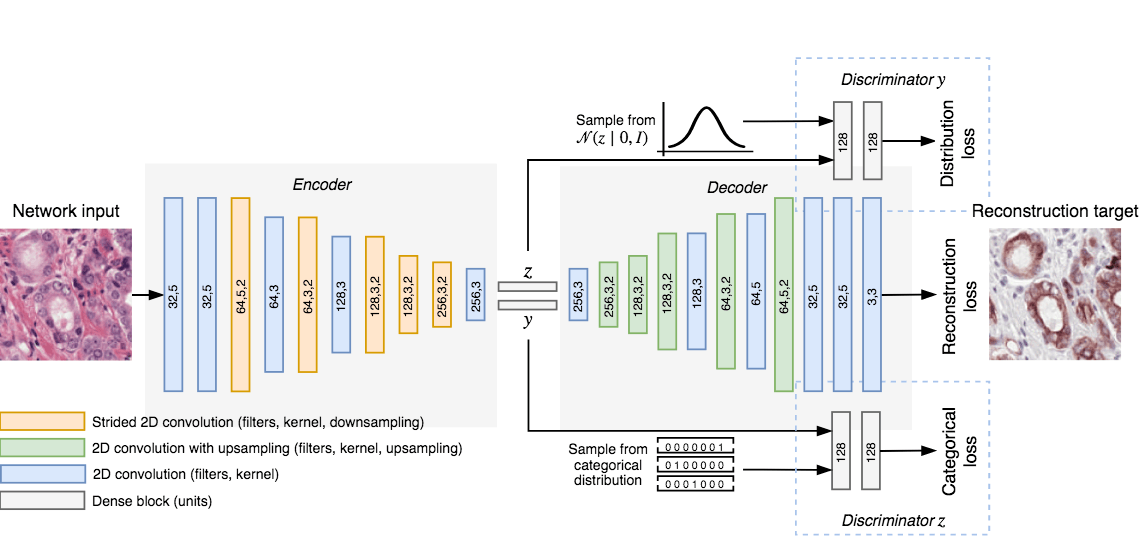 Overview of network topology. The network reconstructs an IHC patch from an H&amp;E patch using two vectors: the cluster vector y and a style vector z. A different reconstruction target domain forces the network to learn more relevant features.